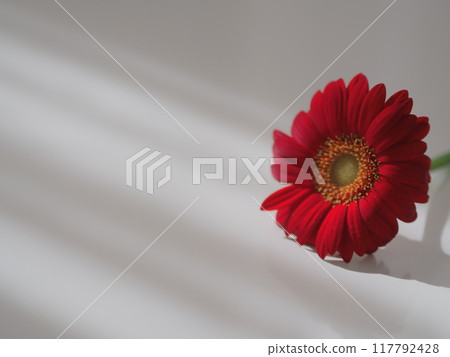One red gerbera 117792428