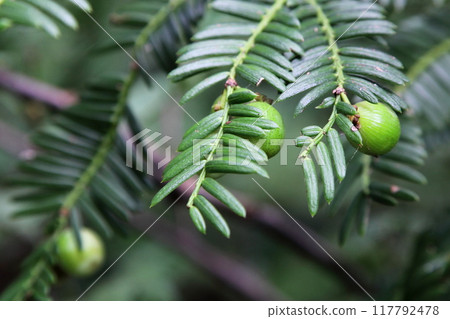 角鯊的年輕莓果 117792478