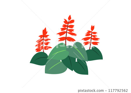 Salvia illustrations Salvia illustrations 117792562