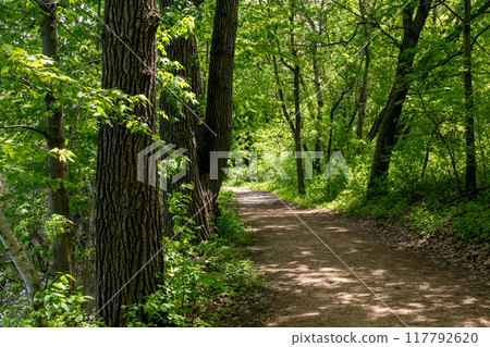 A walking path to the horizon in a local state park surrounded by lush greenery. A walking path to the horizon in a local state park surrounded by lush greenery. 117792620