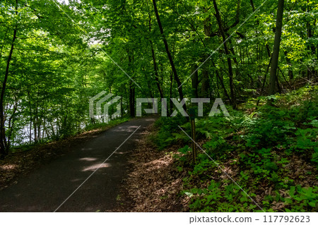A walking path to the horizon in a local state park surrounded by lush greenery. 117792623