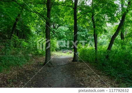A walking path to the horizon in a local state park surrounded by lush greenery. 117792632