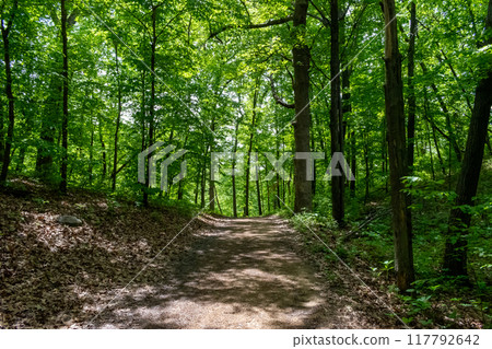 A walking path to the horizon in a local state park surrounded by lush greenery. 117792642
