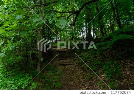 A walking path to the horizon in a local state park surrounded by lush greenery. 117792684