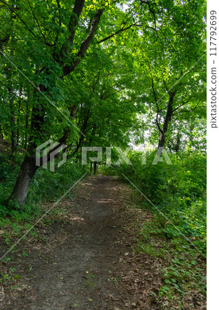 A walking path to the horizon in a local state park surrounded by lush greenery. A walking path to the horizon in a local state park surrounded by lush greenery. 117792699
