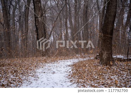 A walking path to the horizon in a local state park surrounded by winter trees. A walking path to the horizon in a local state park surrounded by winter trees. 117792700