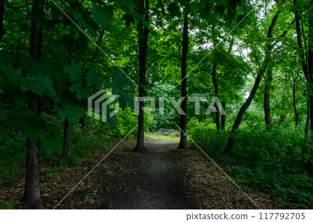 A walking path to the horizon in a local state park surrounded by lush greenery. 117792705