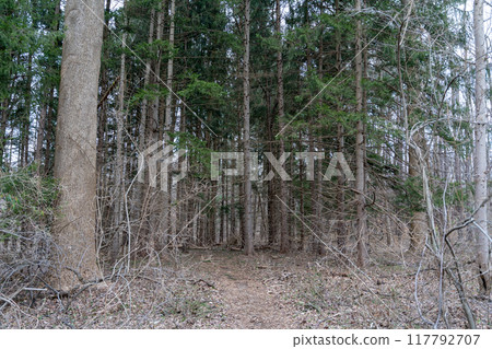 A walking path to the horizon in a local state park surrounded by lush greenery. A walking path to the horizon in a local state park surrounded by lush greenery. 117792707
