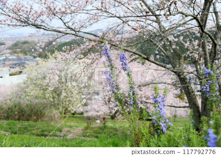 Rosemary flowers in full bloom Rosemary flowers in full bloom 117792776