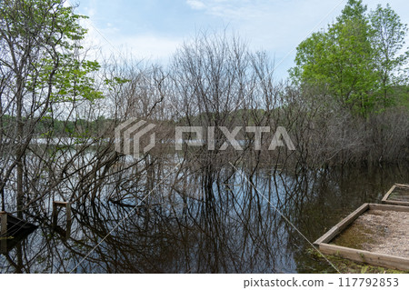 A gorgeous view of water near trees and plants at a local park in Minnesota. 117792853