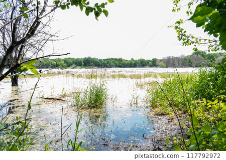 A gorgeous view of water near trees and plants at a local park in Minnesota. 117792972