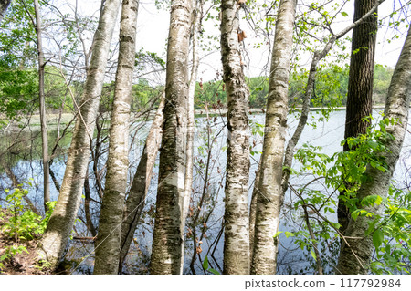 A gorgeous view of water near trees and plants at a local park in Minnesota. 117792984