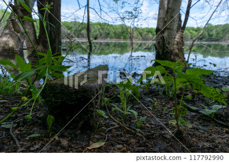 A gorgeous view of water near trees and plants at a local park in Minnesota. A gorgeous view of water near trees and plants at a local park in Minnesota. 117792990