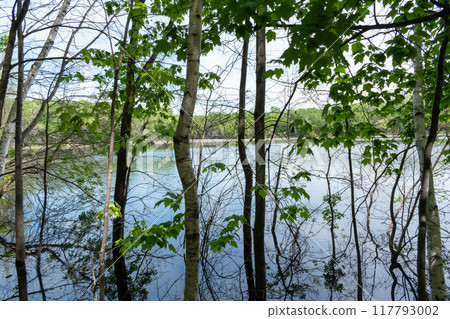 A gorgeous view of water near trees and plants at a local park in Minnesota. A gorgeous view of water near trees and plants at a local park in Minnesota. 117793002