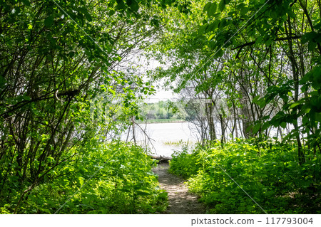 A gorgeous view of water near trees and plants at a local park in Minnesota. 117793004