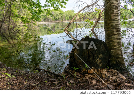 A gorgeous view of water near trees and plants at a local park in Minnesota. A gorgeous view of water near trees and plants at a local park in Minnesota. 117793005