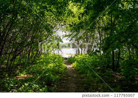 A gorgeous view of water near trees and plants at a local park in Minnesota. 117793007