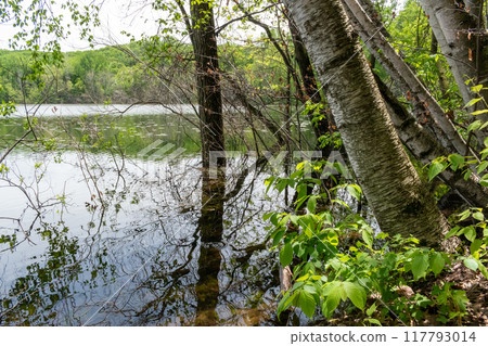 A gorgeous view of water near trees and plants at a local park in Minnesota. A gorgeous view of water near trees and plants at a local park in Minnesota. 117793014