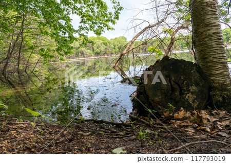 A gorgeous view of water near trees and plants at a local park in Minnesota. 117793019