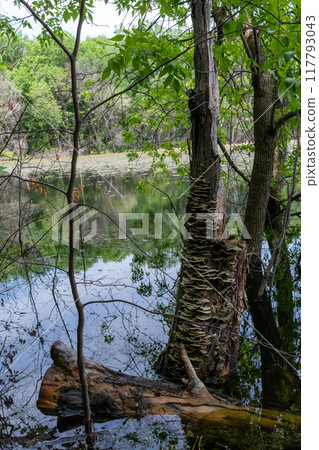 A gorgeous view of water near trees and plants at a local park in Minnesota. 117793043