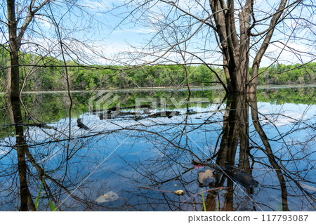 A gorgeous view of water near trees and plants at a local park in Minnesota. 117793087