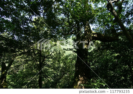 Tottori Four Seasons Walk Spring Mt. Mitoku Tottori Four Seasons Walk Spring Mt. Mitoku 117793235