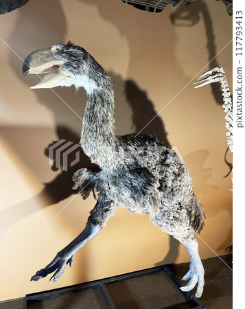 prehistoric animal Diatryma, museum, Japan prehistoric animal Diatryma, museum, Japan 117793413