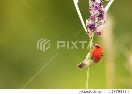 西里伯斯鶴吸蜜鳥 西里伯斯鶴吸蜜鳥 117793514