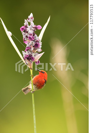 西里伯斯鶴吸蜜鳥 西里伯斯鶴吸蜜鳥 117793515