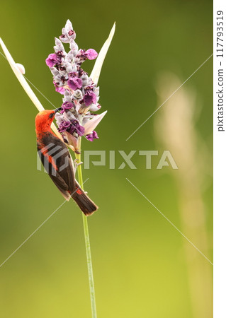 西里伯斯鶴吸蜜鳥 西里伯斯鶴吸蜜鳥 117793519