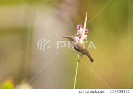 西里伯斯鶴吸蜜鳥 117793531