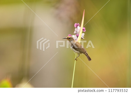 西里伯斯鶴吸蜜鳥 西里伯斯鶴吸蜜鳥 117793532