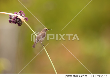 西里伯斯鶴吸蜜鳥 西里伯斯鶴吸蜜鳥 117793534