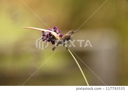 西里伯斯鶴吸蜜鳥 117793535