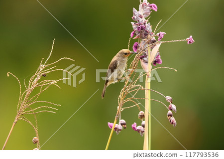 西里伯斯鶴吸蜜鳥 西里伯斯鶴吸蜜鳥 117793536