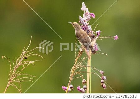 西里伯斯鶴吸蜜鳥 117793538
