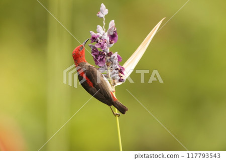 西里伯斯鶴吸蜜鳥 117793543