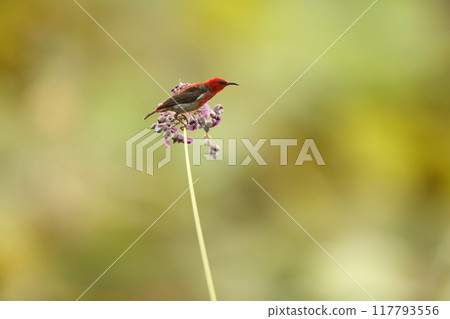 西里伯斯鶴吸蜜鳥 西里伯斯鶴吸蜜鳥 117793556