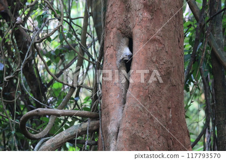 White-crowned hornbill 117793570
