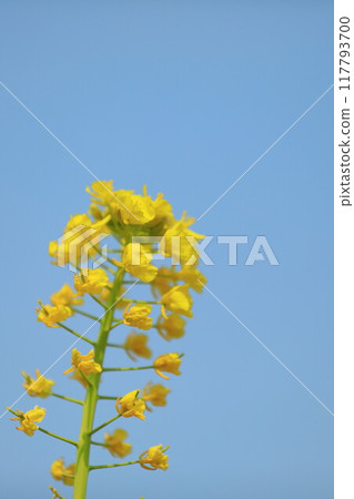 Rape blossoms blooming in spring fields Rape blossoms blooming in spring fields 117793700