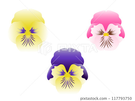 多彩三色堇插圖 117793750