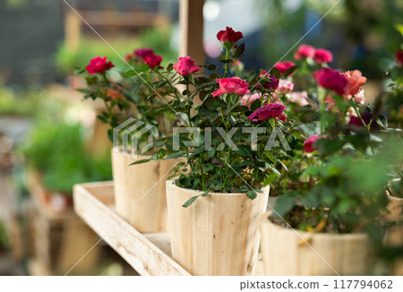 Rosa miniatyrros in pot in flower shop Rosa miniatyrros in pot in flower shop 117794062