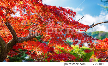 Autumn leaves 117794099