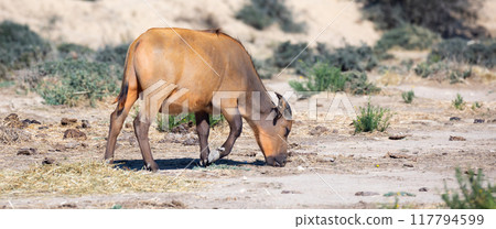 African forest buffalo grazing in pasture on sunny day 117794599