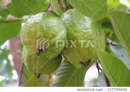 Guava fruit on the tree in the garden with green leaves background Guava fruit on the tree in the garden with green leaves background 117794608