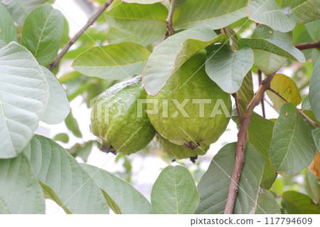 Guava fruit on the tree in the garden with green leaves background Guava fruit on the tree in the garden with green leaves background 117794609