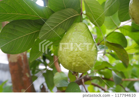 Guava fruit on the tree in the garden with green leaves background 117794610