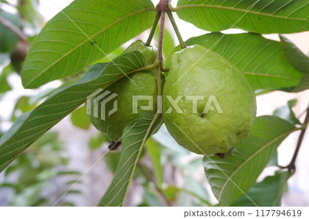 Guava fruit on the tree in the garden with green leaves background Guava fruit on the tree in the garden with green leaves background 117794619