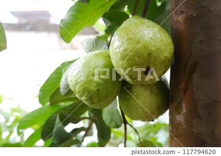 Guava fruit on the tree in the garden with green leaves background 117794620