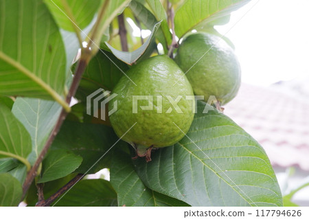Guava fruit on the tree in the garden with green leaves background 117794626